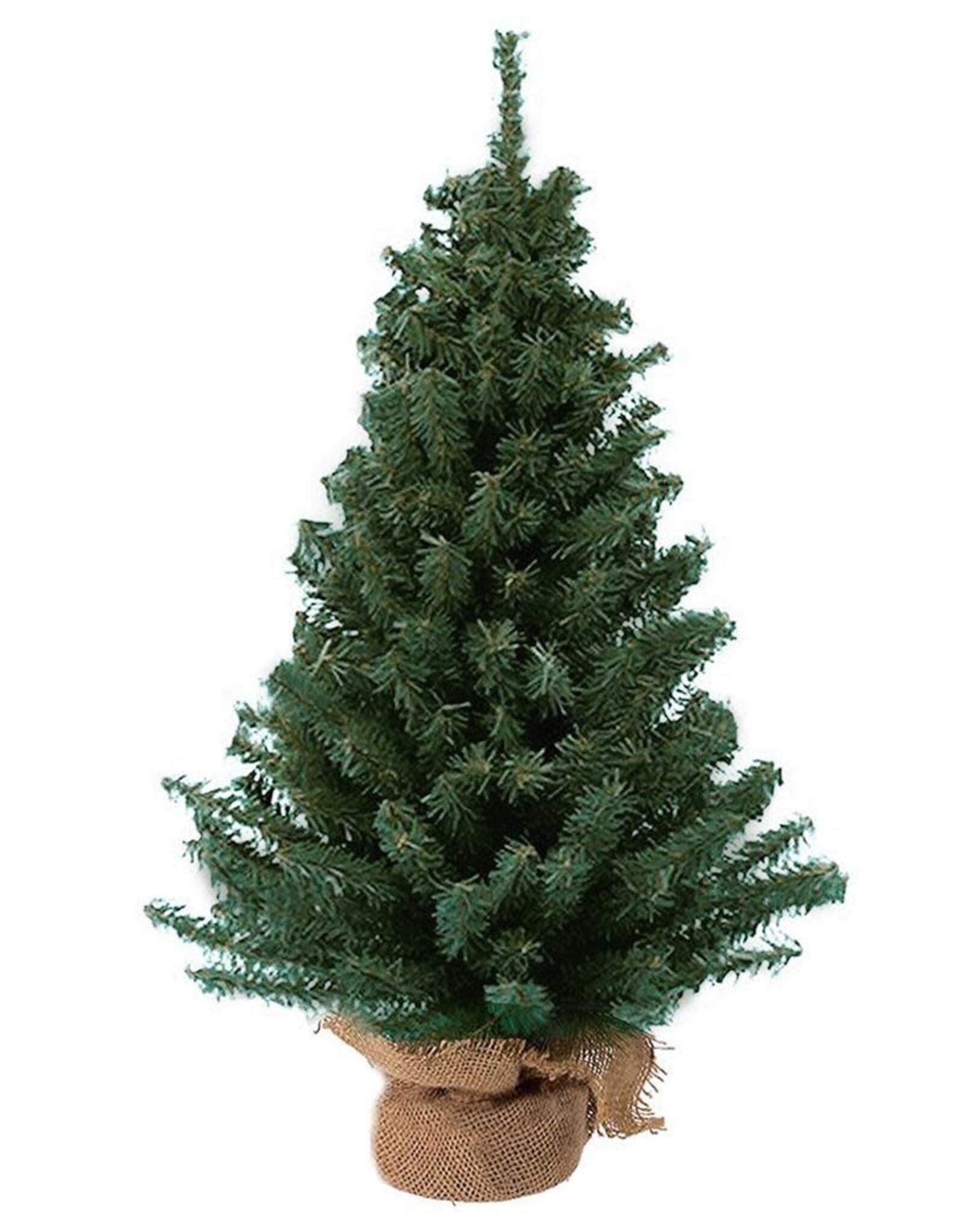 Kurt Adler Mini Pine Christmas Tree 18 Inch Burlap Wrapped Base