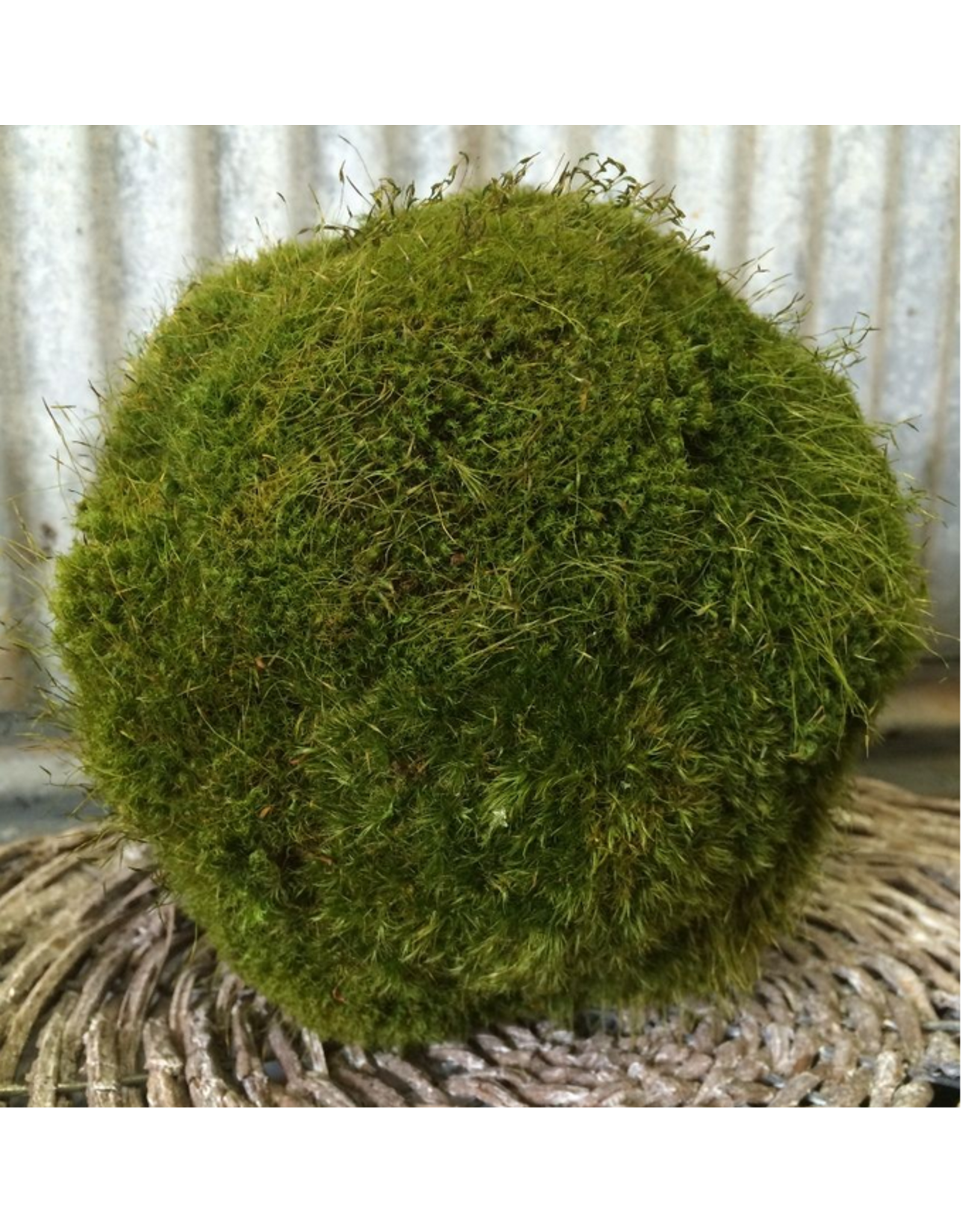 Medium Moss Ball
