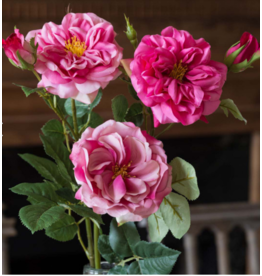 Park Hill Gathered Garden Roses-Beauty
