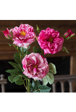 Park Hill Gathered Garden Roses-Beauty