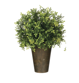 Sullivans Tea Leaf Potted Large