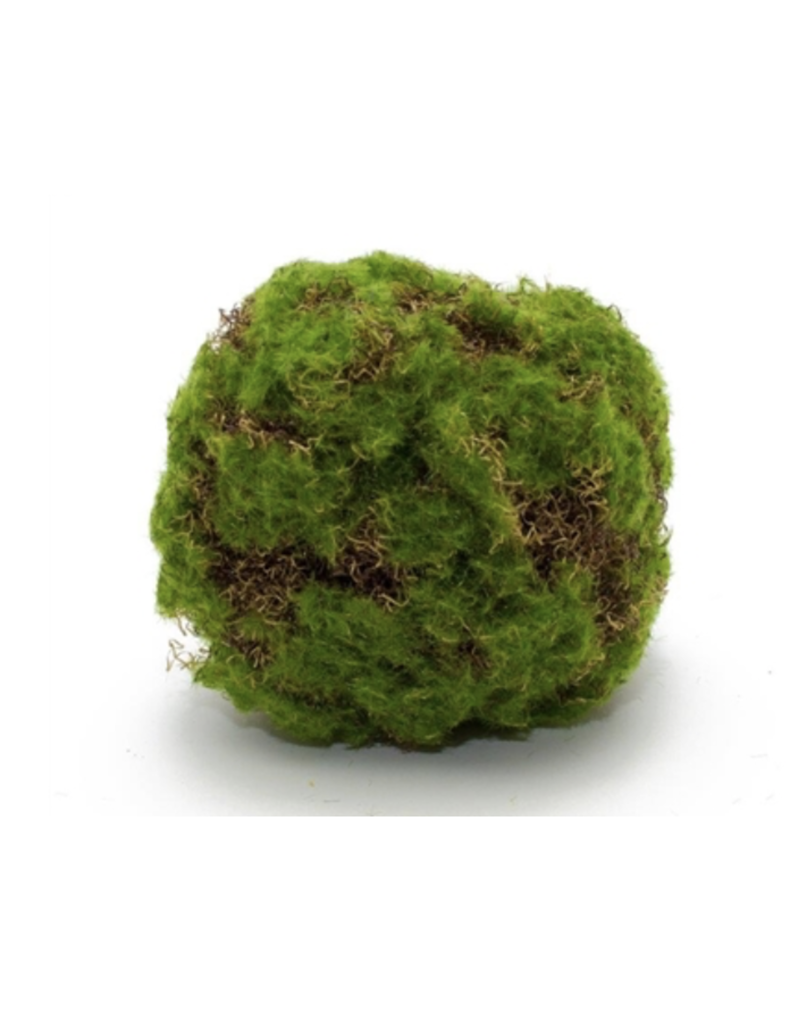 Melrose Moss Ball 5.5 - The Good Tree