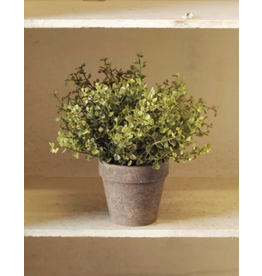 Lancaster & Vintage Potted Baby Grass 9"