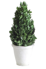 Creative Brands Preserved Boxwood Topiary