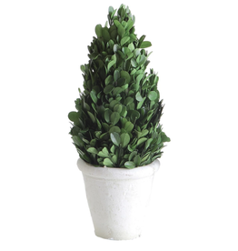 Creative Brands Preserved Boxwood Topiary