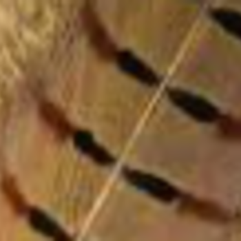 NATURES SPIRIT Ringneck Pheasant Side Tails (3)-