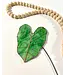 elephant ear glass plant stem