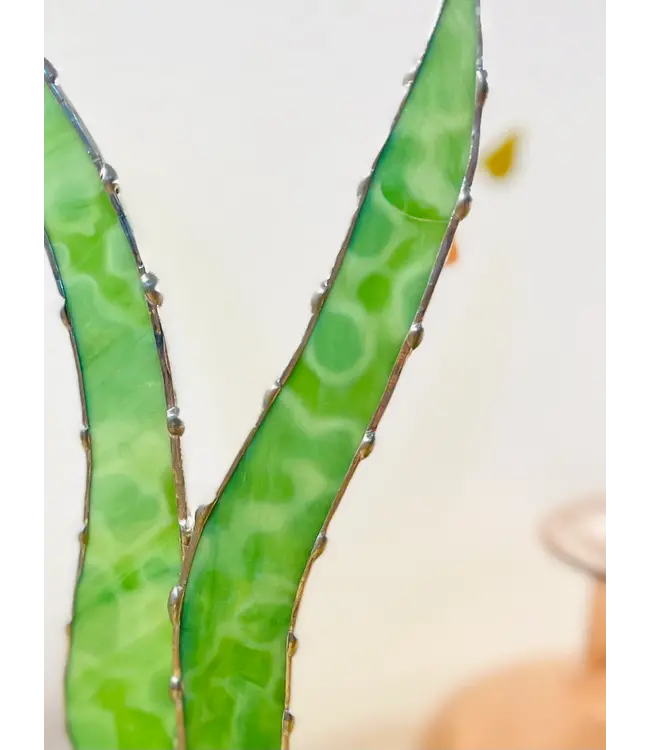 baby stained glass aloe vera plant stem