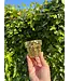 Mini Disco Planter