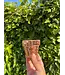 Mini Disco Planter