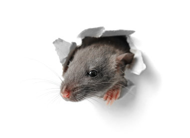 Rats & mice