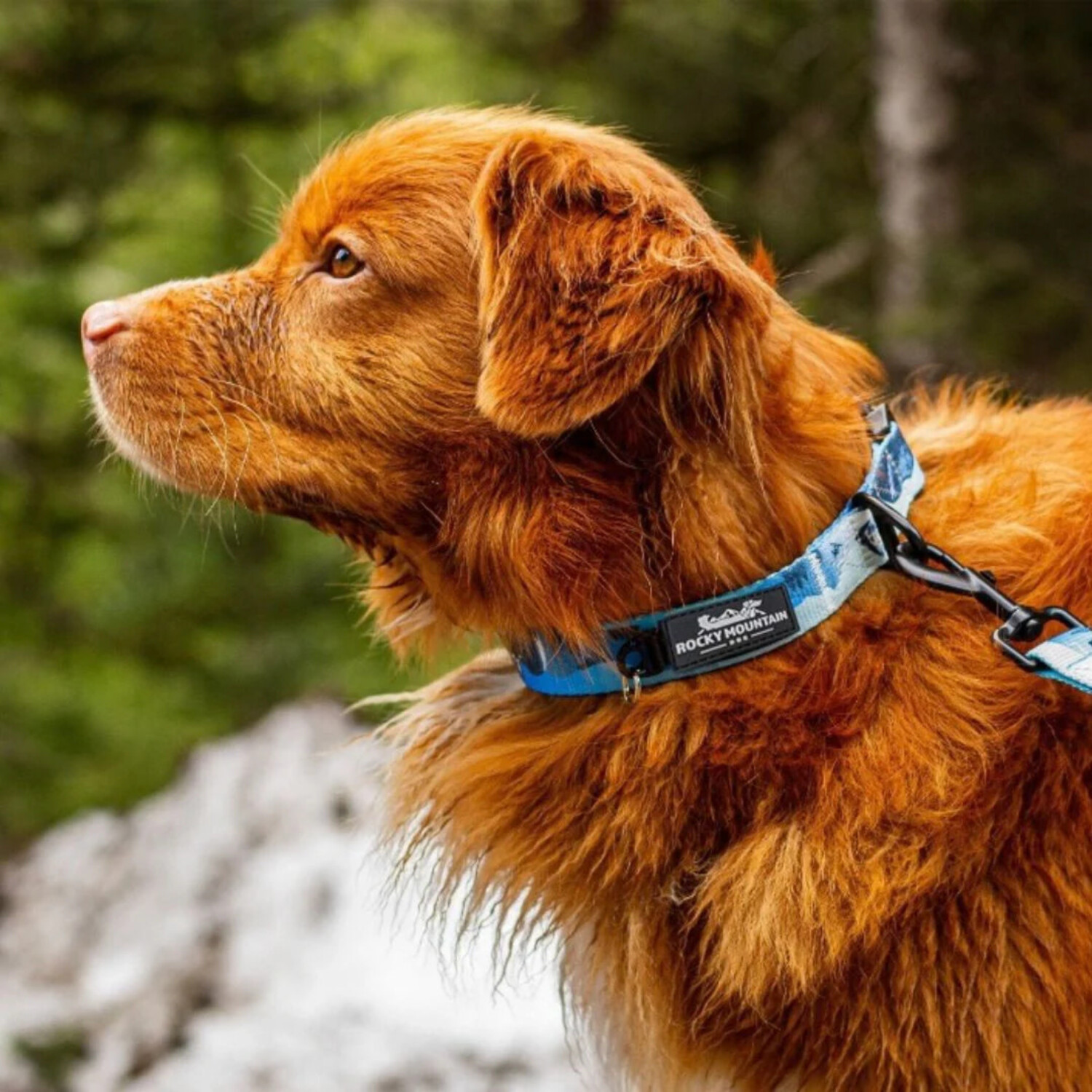 Dog collar mountains hot sale