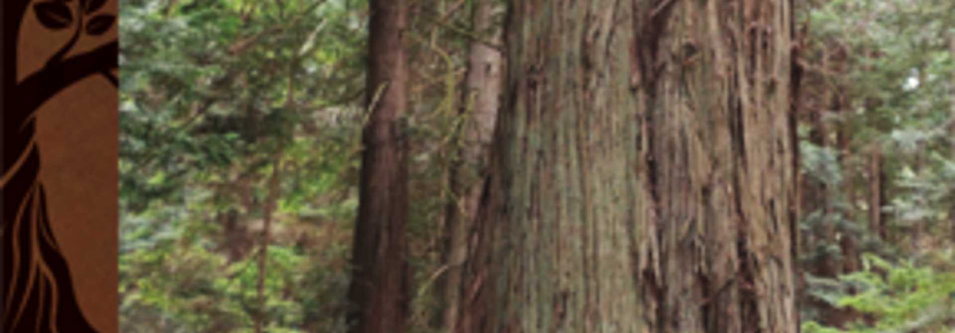 Kwakwaka’wakw: The Cedar Tree Our Culture, Our Tree