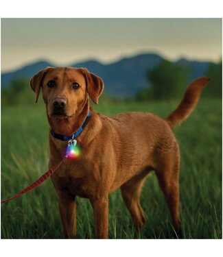 SpotLit Rechargeable Collar Light