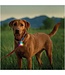 SpotLit Rechargeable Collar Light