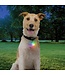 SpotLit Rechargeable Collar Light