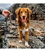 Wilderdog Big Carabiner Rope Leash