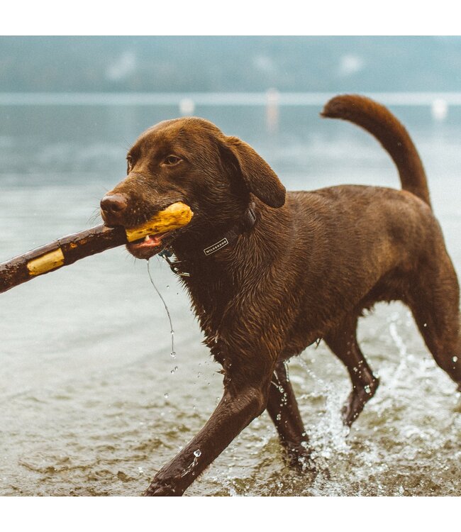 Wilderdog Waterproof Collar