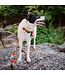 Wilderdog Waterproof Collar