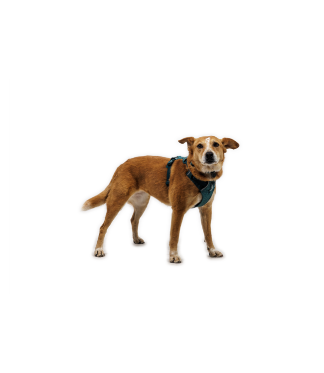 Ruffwear Front Range Flex Harness