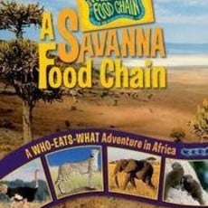 Rebecca Wojahn A Savanna Food Chain