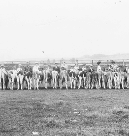 Chippewa Valley Museum Vintage Cow Print