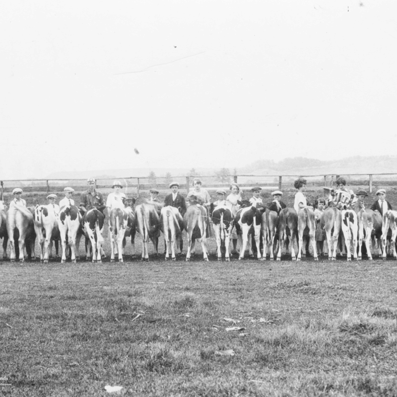 Chippewa Valley Museum Vintage Cow Print