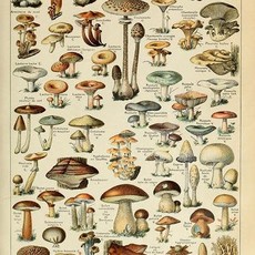 Lantern Press Mushrooms Print (12x18)