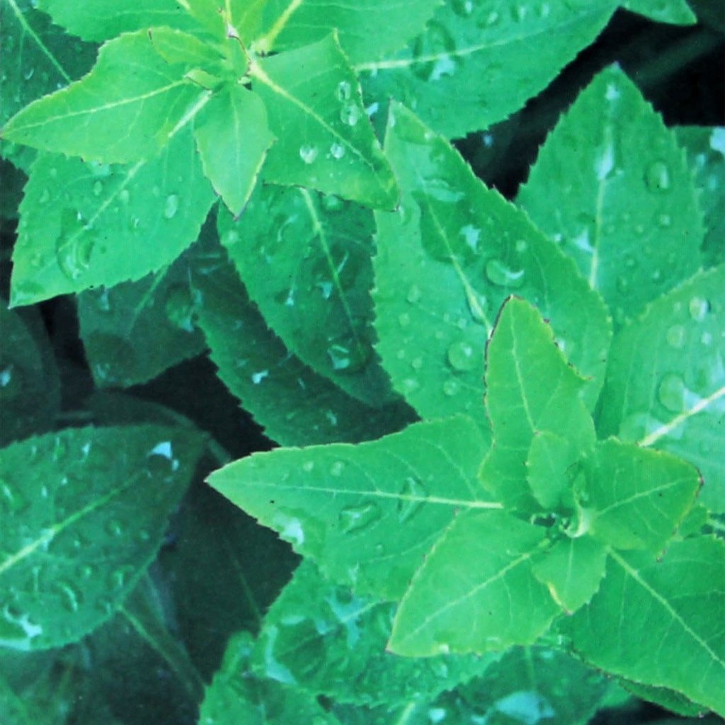 Roberts Jeannie Nature of it All