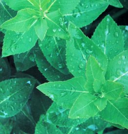 Roberts Jeannie Nature of it All