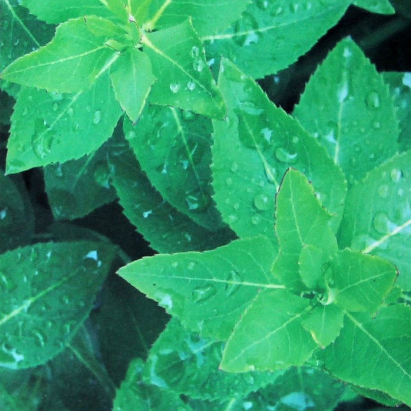 Roberts Jeannie Nature of it All