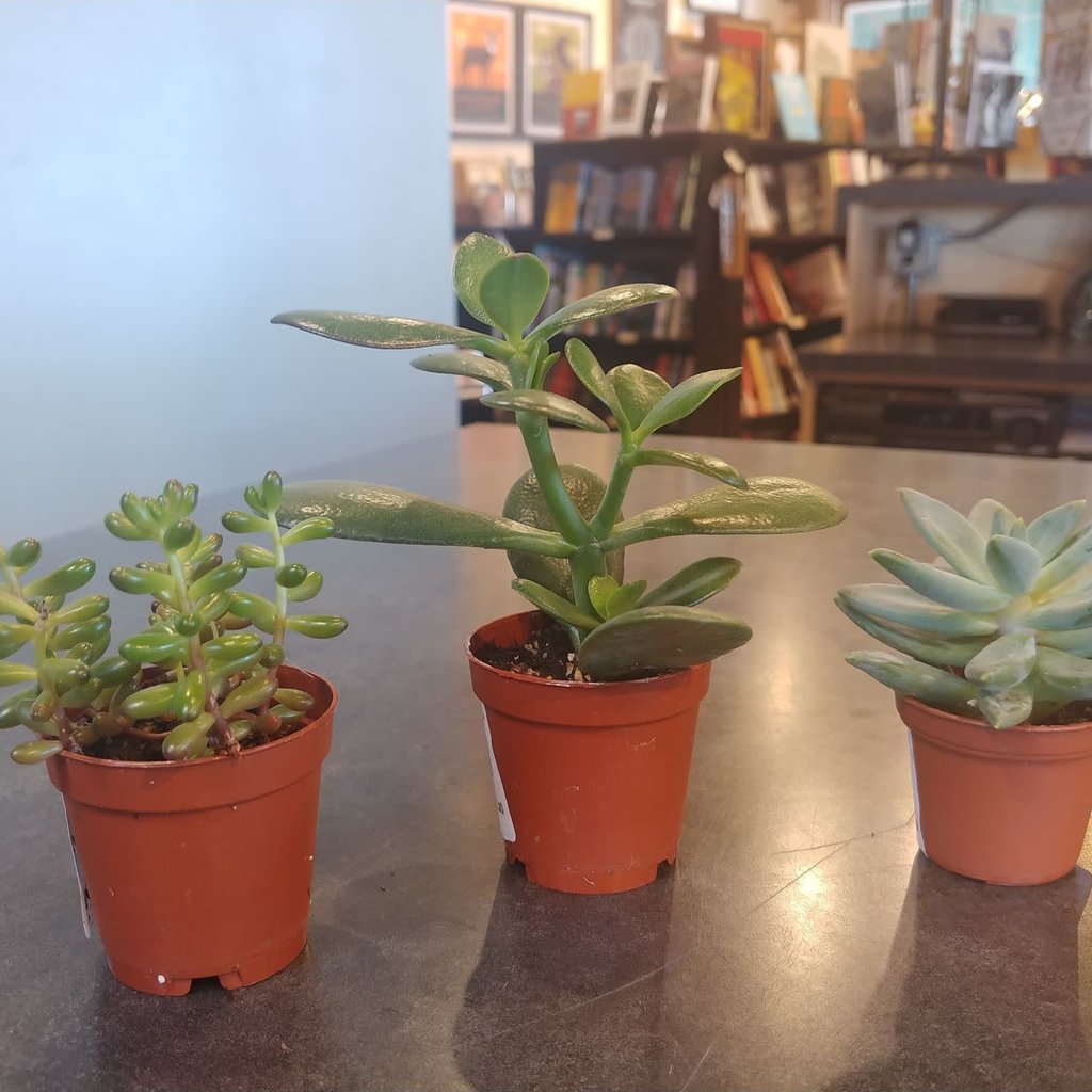 Volume One Small Cacti / Succulent (Assorted)