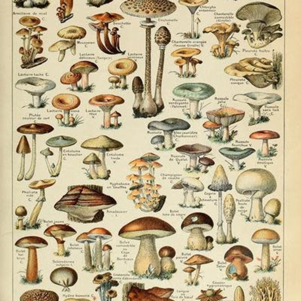Lantern Press Mushrooms Print (12x18)