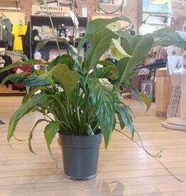 Volume One Plant - 6" Spathiphylum