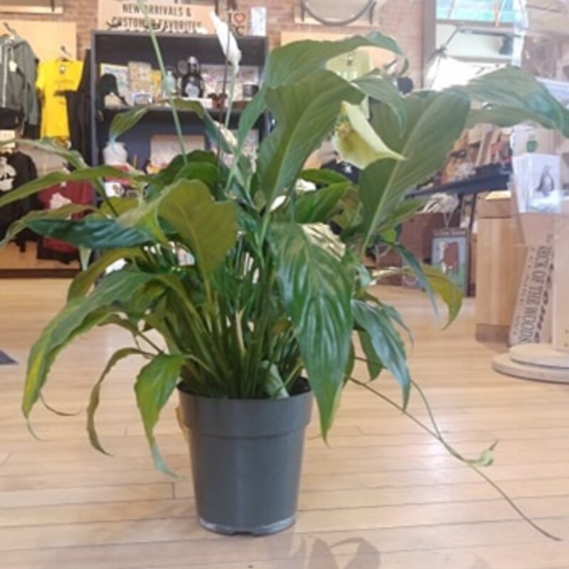 Volume One Plant - 6" Spathiphylum