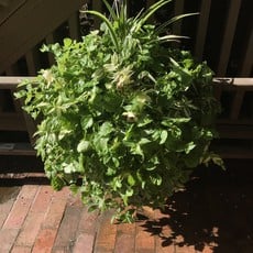 Volume One Plant - Hanging Basket (Large / Basket)