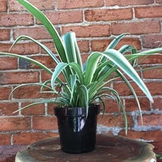 Volume One Plant - 4" Spider Plant