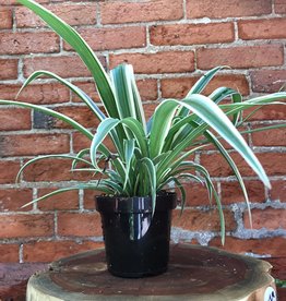 Volume One Plant - 4" Spider Plant