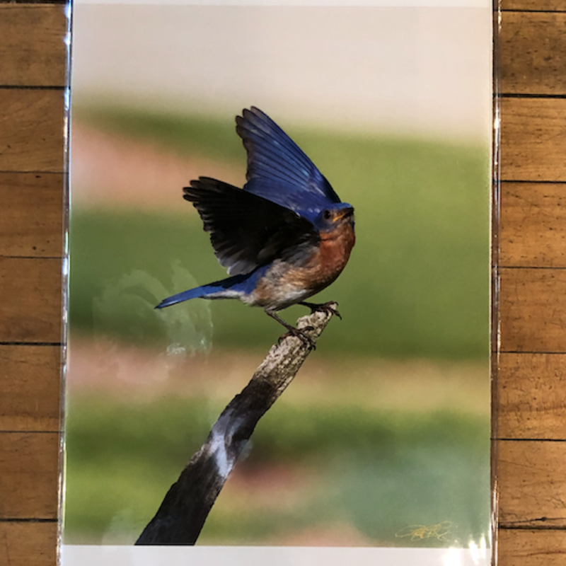 Lloyd Fleig Eastern Bluebird Print 11X17
