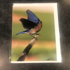 Lloyd Fleig Eastern Bluebird Greeting Card