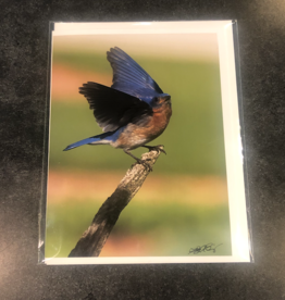 Lloyd Fleig Greeting Card - Eastern Bluebird