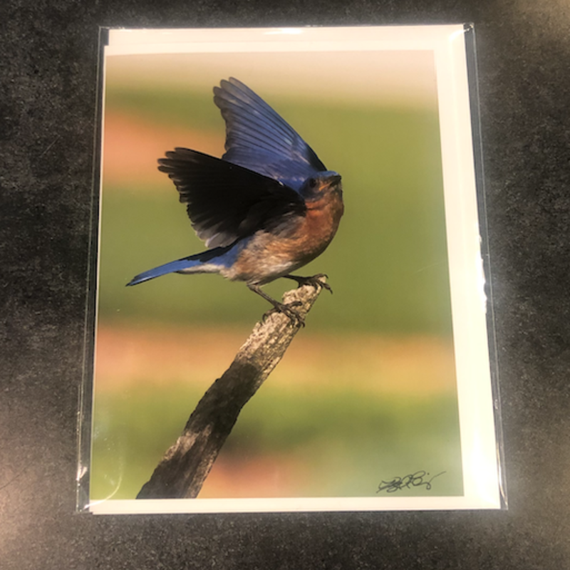 Lloyd Fleig Greeting Card - Eastern Bluebird