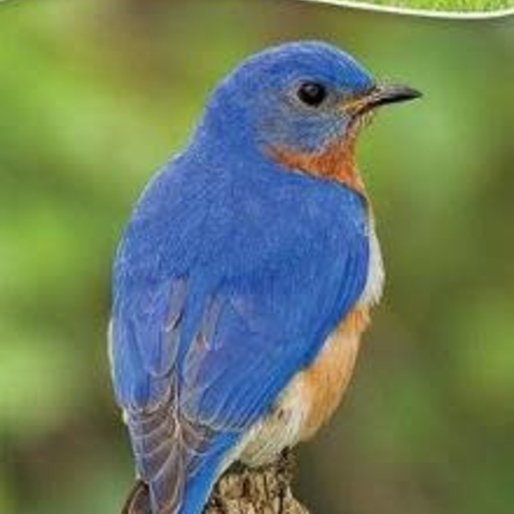 Tekiela Stan Birds of the Midwest