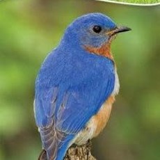 Tekiela Stan Birds of the Midwest