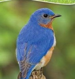 Stan Tekiela Birds of the Midwest