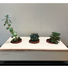 Whee Creative Wood Succulent Planter - Triple