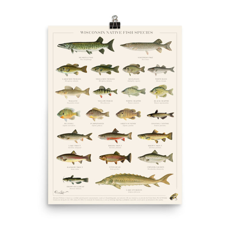 Forward Apparel Company Wisconsin Native Fish Species Poster (18x24)