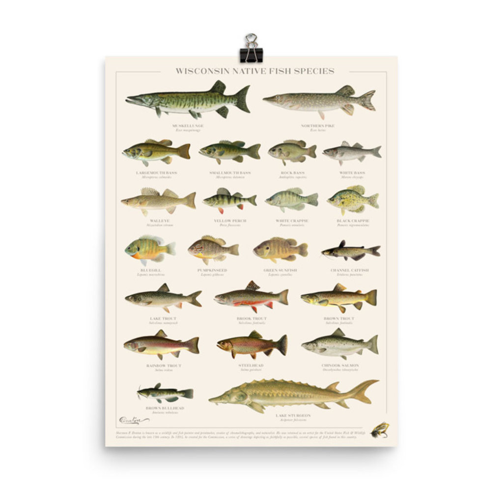 Forward Apparel Company Wisconsin Native Fish Species Poster (8x10)