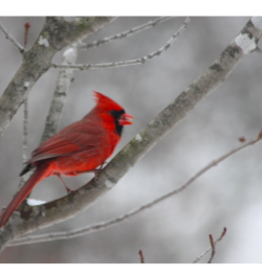 Wisco Cheer Wisco Cheer Holiday Card - Cardinal