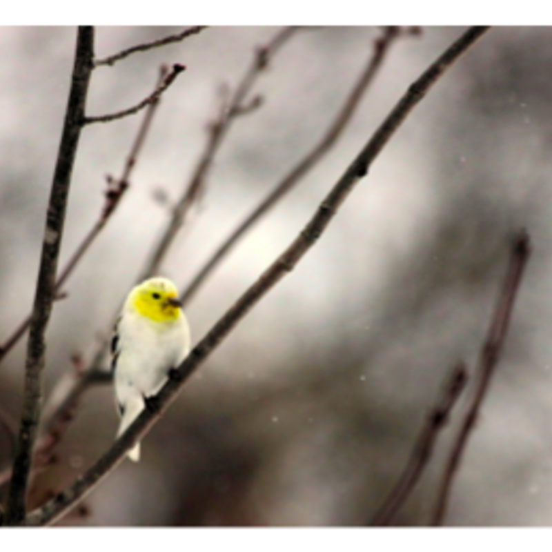 Wisco Cheer Wisco Cheer Holiday Card - Goldfinch